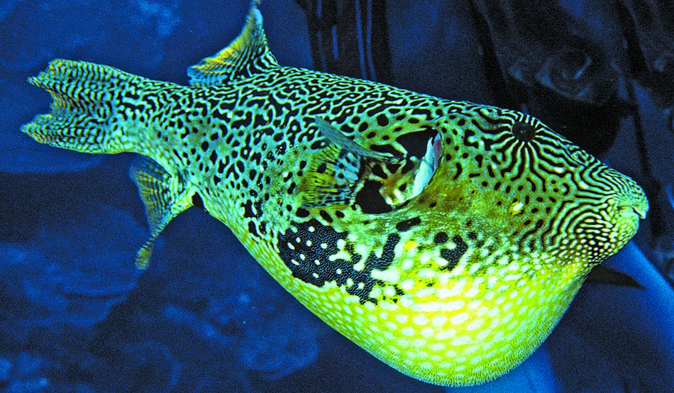 Bunter Mondfisch, der in einem Korallenriff schwimmt und Taucher fasziniert.