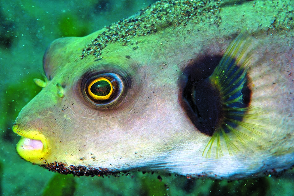 Bunter Fisch, der während eines Tauchgangs beobachtet wird und die faszinierende marine Biodiversität veranschaulicht.