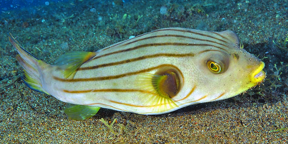 Ein bunter Fisch mit auffälligen Streifen, der in einem artenreichen Unterwasserlebensraum schwimmt.