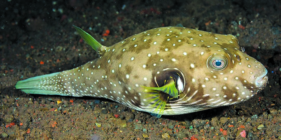 Bunter Kugelfisch, der sich auf dem Meeresboden bewegt und die Unterwasserbiodiversität veranschaulicht.