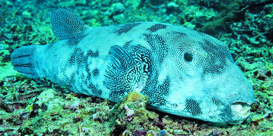 Ein Papageienfisch mit faszinierenden Mustern schwimmt friedlich in einem lebhaften Unterwasserlebensraum.