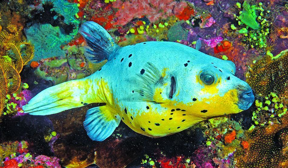 Bunter Fisch, der zwischen den lebhaften Korallen eines reichen Unterwasserökosystems schwimmt.