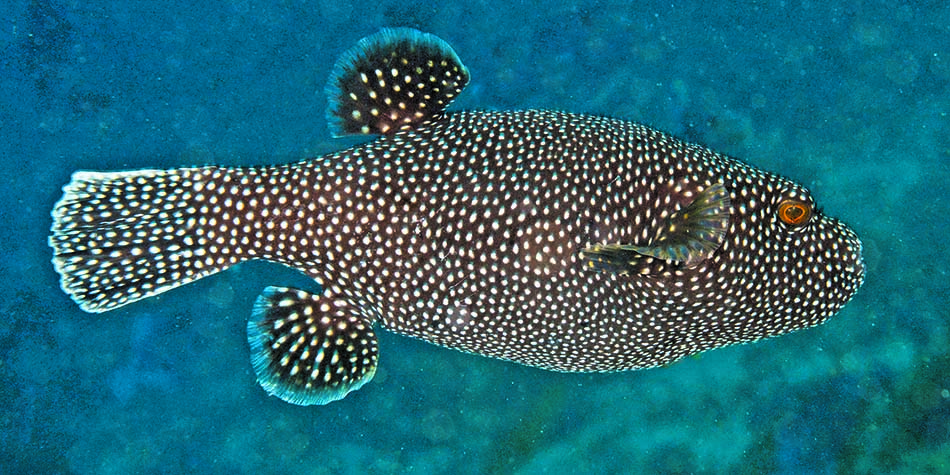 Bunter Fisch mit weißen Flecken, der in einem artenreichen Unterwasserlebensraum schwimmt.