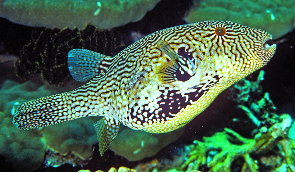 Bunter Mondfisch, der in einem Korallenriff schwimmt.