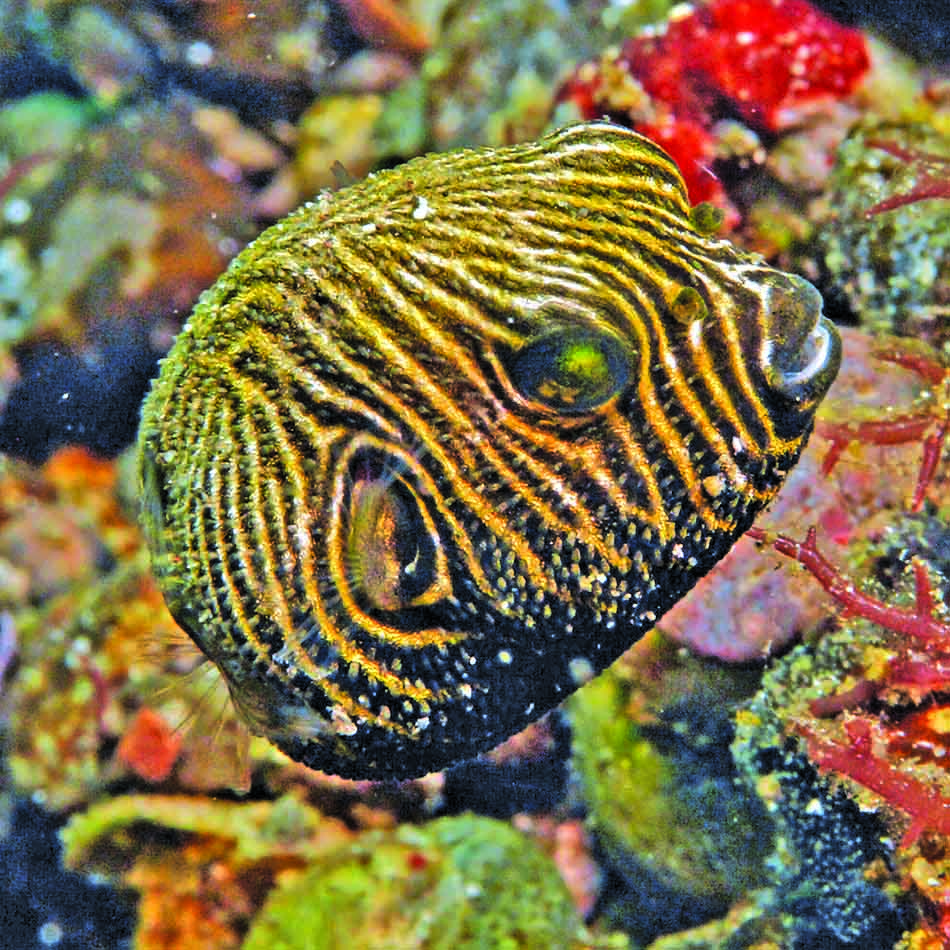Ein Fisch mit hypnotischen Mustern schwimmt zwischen den bunten Korallen eines Unterwasser-Riffs.