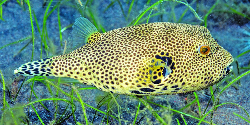 Ein Kugelfisch mit faszinierenden Mustern schwimmt zwischen den Seegras, was die Unterwasserbiodiversität veranschaulicht.