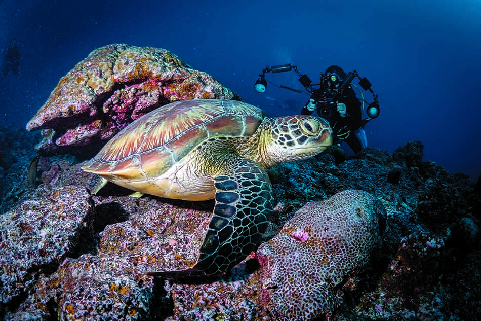 A sea turtle swims peacefully among the corals, while a diver captures this unique moment.