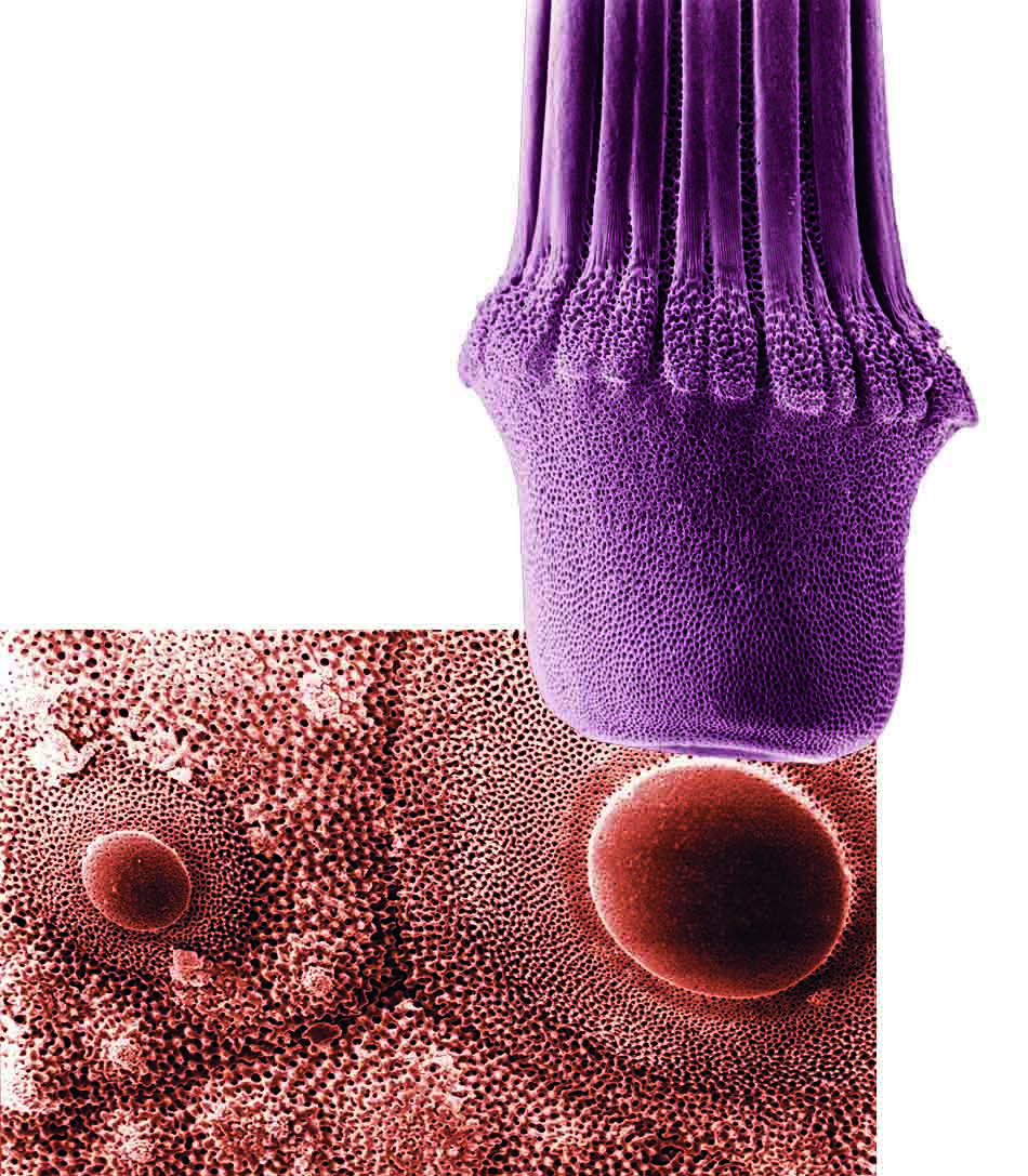 Fascinating details of coral microscopy, revealing their complex and colorful structure.