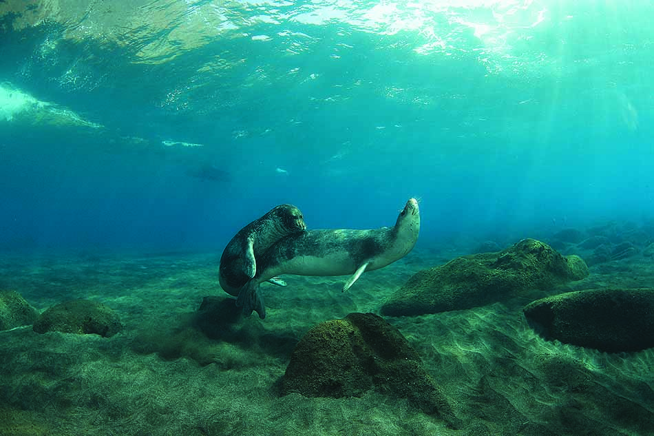 Una foca nuota pacificamente tra rocce sottomarine, illustrando la bellezza dell'immersione.