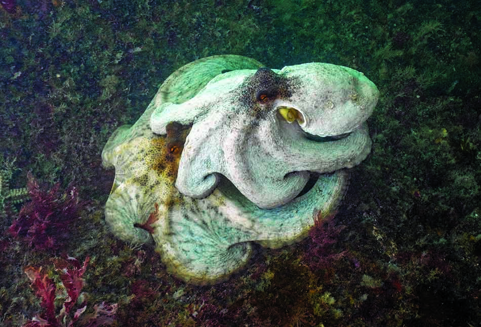 A majestic octopus camouflages among colorful underwater vegetation, revealing the beauty of diving.