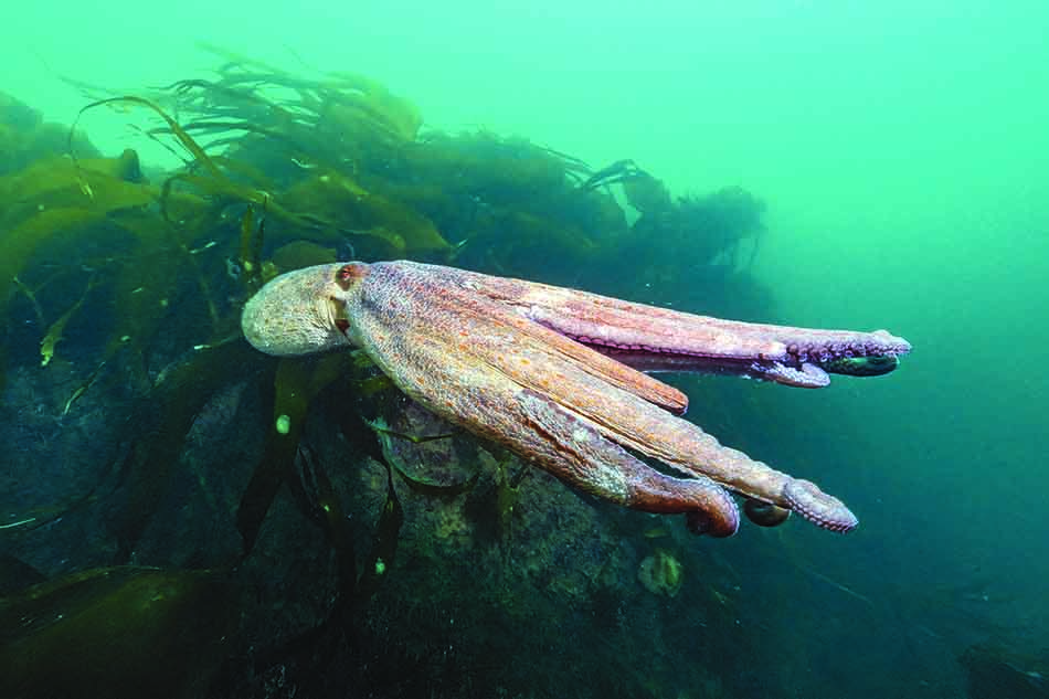 A majestic octopus swims among underwater seaweed, a symbol of marine richness.