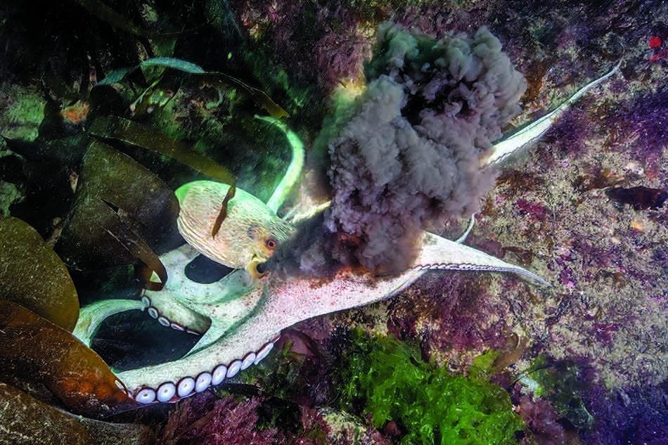 An octopus releases a cloud of ink in a seaweed-rich underwater environment.