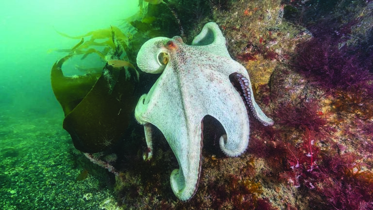 Un poulpe majestueux se faufile parmi les algues marines dans un écosystème sous-marin vibrant.