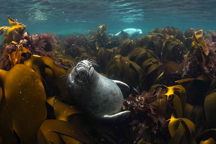 A seal rests among marine algae, illustrating the beauty of underwater life.