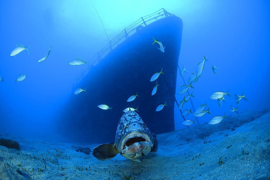 Un pesce si riposa sul fondo dell'oceano, vicino a un relitto misterioso, attirando i sub.