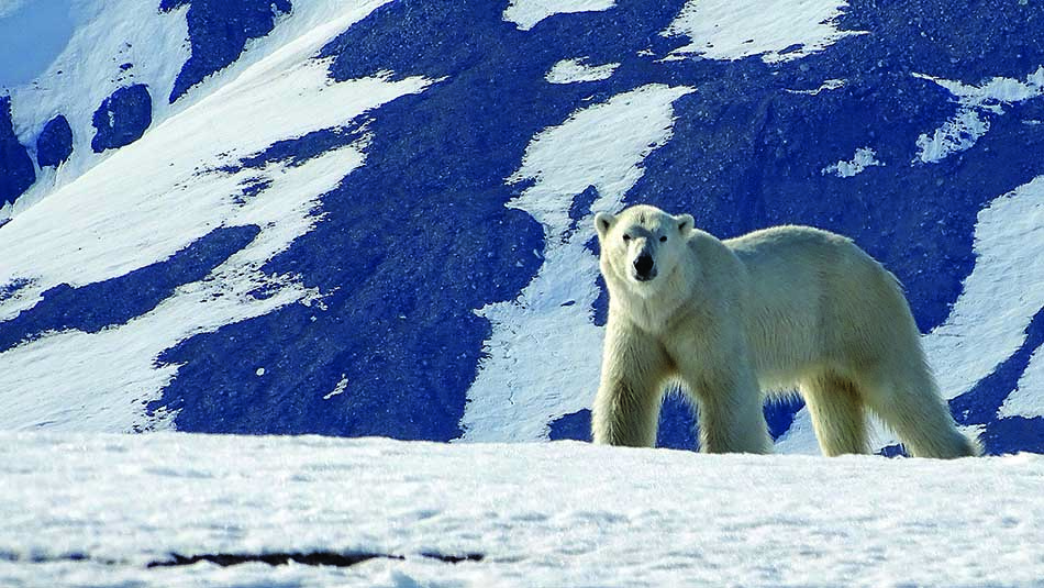 Oso polar sobre un fondo montañoso, símbolo de la biodiversidad de las regiones árticas y marítimas.