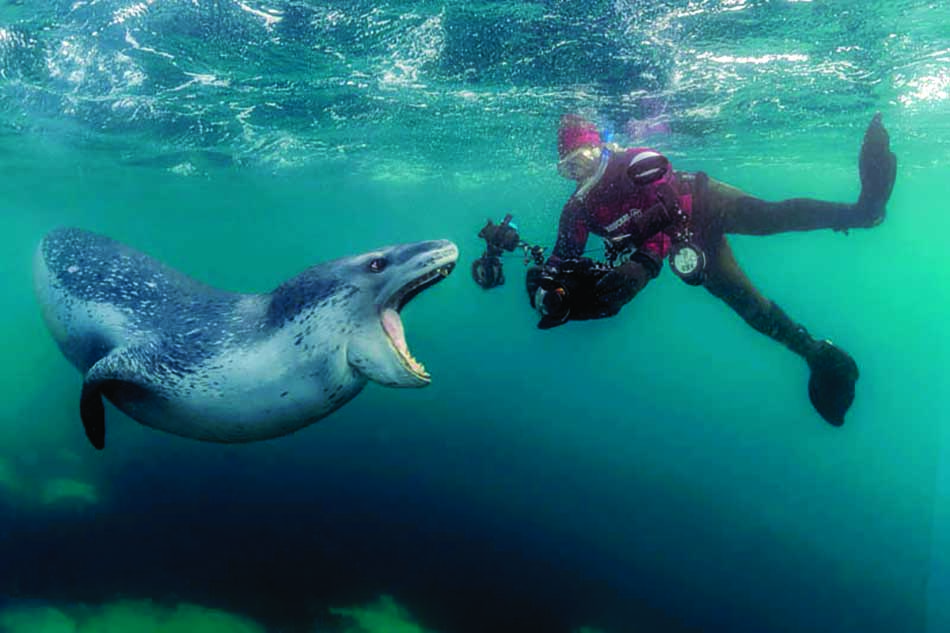 Un buceador se encuentra con una foca curiosa en aguas cristalinas, ilustrando la riqueza de la vida marina.