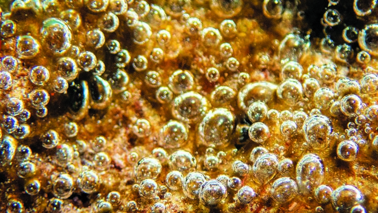 Des bulles d'air s'échappent d'un fond marin, créant un spectacle fascinant pour les plongeurs.