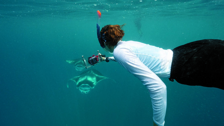 Plongée sous-marine captivante avec un photographe face à des raies majestueuses.