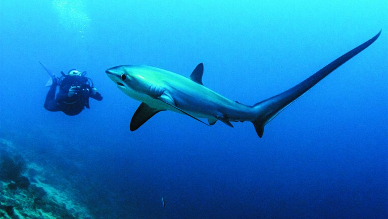Un plongeur observe un requin nageant majestueusement dans les eaux profondes.