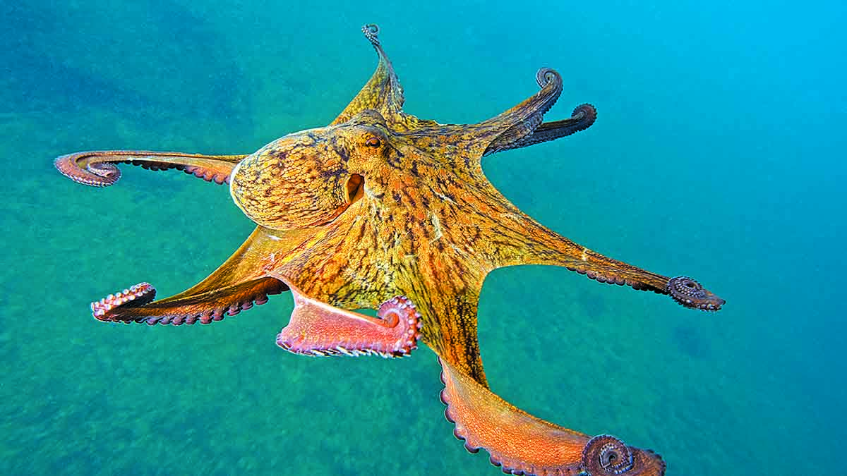 Un poulpe majestueux nage dans les eaux cristallines, illustrant la beauté du monde sous-marin.