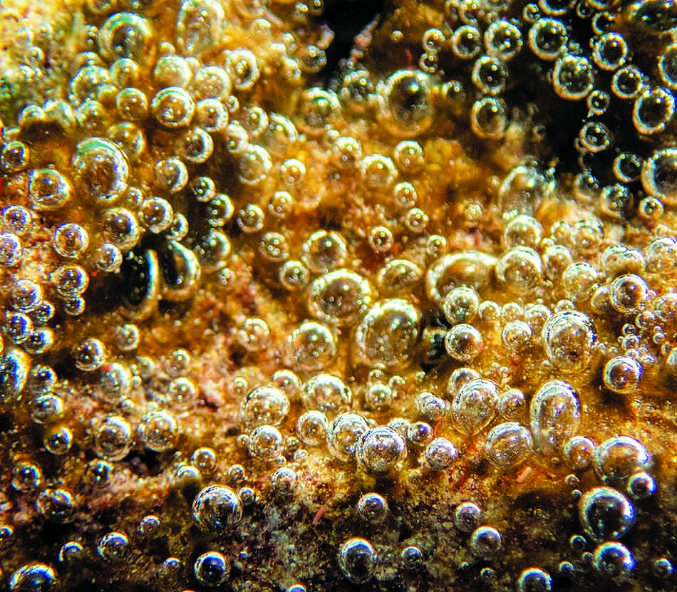 Air bubbles emerge from a seabed, illustrating the dynamic underwater life.
