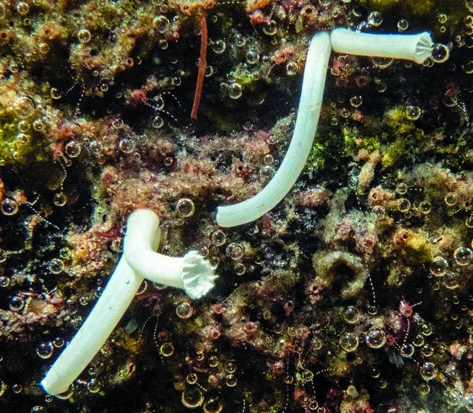 White corals rise from a seabed rich in biodiversity.